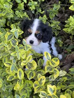 Amy, a female Cavalier King Charles Spaniel for sale in Latham, MO – 5 of 9