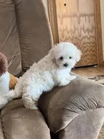 Amy, a female Maltipoo for sale in Latham, MO – 8 of 8
