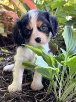 Amy, a female Cavalier King Charles Spaniel for sale in Latham, MO – 4 of 9
