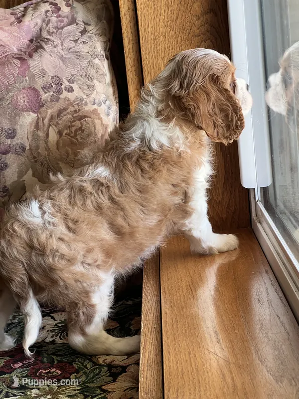 Sam – Cavalier King Charles Spaniel puppy for sale in Latham, MO
