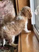 Sam, a male Cavalier King Charles Spaniel for sale in Latham, MO – 4 of 5