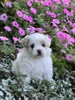 Prissy, a female Maltipoo for sale in Latham, MO – 3 of 6