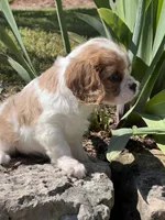 Maybelle, a female Cavalier King Charles Spaniel for sale in Latham, MO – 4 of 8
