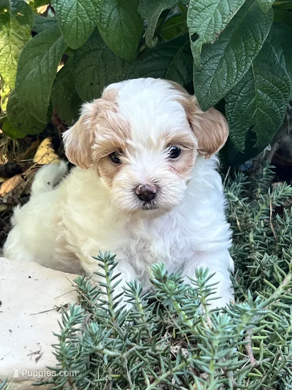 Tommy – Maltipoo puppy for sale in Latham, MO