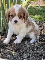 Maybelle, a female Cavalier King Charles Spaniel for sale in Latham, MO – 7 of 8