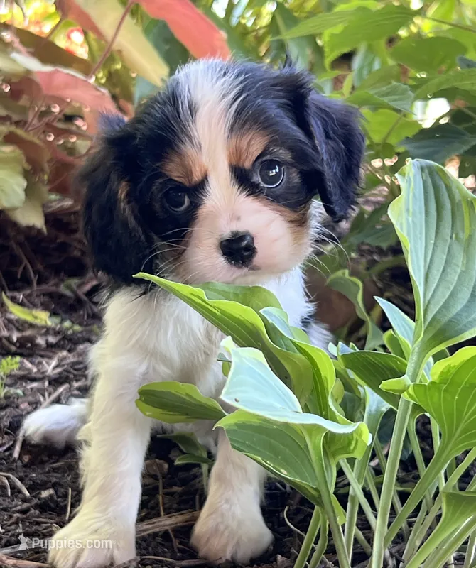 Amy – Cavalier King Charles Spaniel puppy for sale in Latham, MO