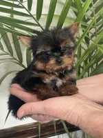 processed/44894e2e-cdaf-440a-be53-f7b758a7fc6e/listing/2a73d243-eba6-474d-b2eb-a1708d212794/0865c0ec-4144-437c-b714-697d761482ee