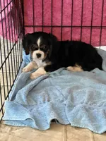 Mike, a male Cavalier King Charles Spaniel for sale in Latham, MO – 2 of 4