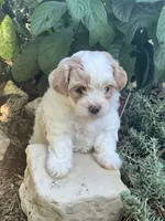 Tommy, a male Maltipoo for sale in Latham, MO – 2 of 7