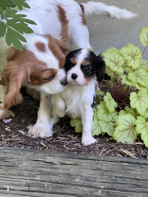 Amy – Cavalier King Charles Spaniel puppy for sale in Latham, MO