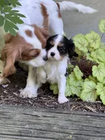 Amy, a female Cavalier King Charles Spaniel for sale in Latham, MO – 3 of 9
