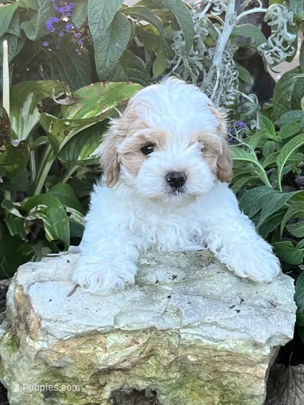 Tommy – Maltipoo puppy for sale in Latham, MO