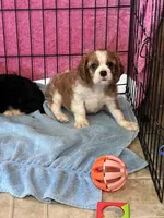 Sam, a male Cavalier King Charles Spaniel for sale in Latham, MO – 5 of 5