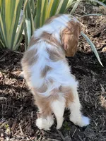 Maybelle, a female Cavalier King Charles Spaniel for sale in Latham, MO – 6 of 8