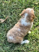 Sam, a male Cavalier King Charles Spaniel for sale in Latham, MO – 2 of 5