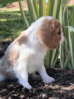 Maybelle, a female Cavalier King Charles Spaniel for sale in Latham, MO – 8 of 8