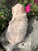 Missy, a female Maltipoo for sale in Latham, MO – 5 of 5