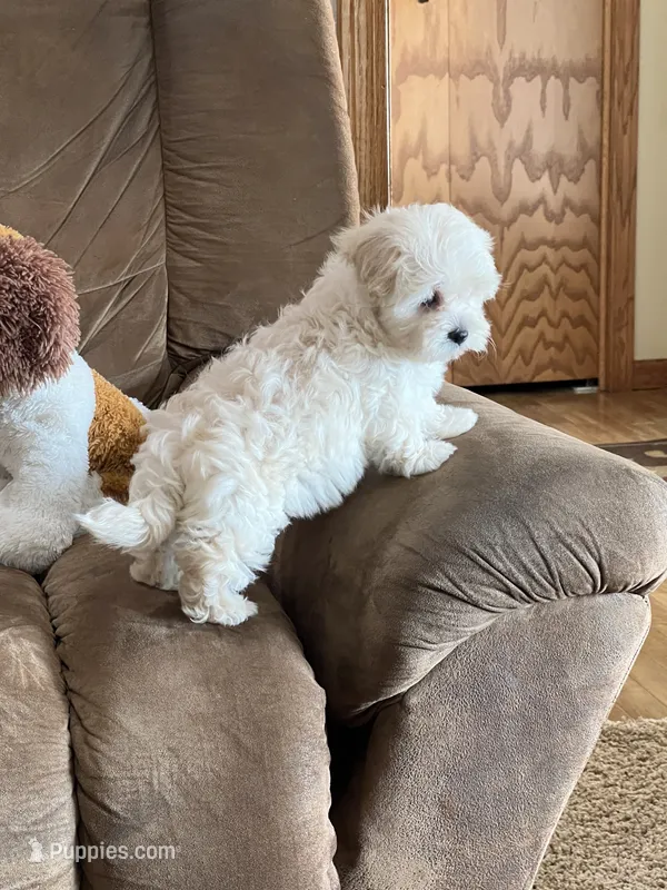 Amy – Maltipoo puppy for sale in Latham, MO