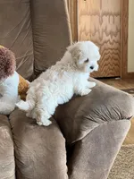 Amy, a female Maltipoo for sale in Latham, MO – 1 of 8