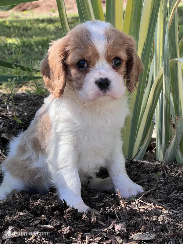Maybelle – Cavalier King Charles Spaniel puppy for sale in Latham, MO