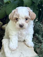 Tommy, a male Maltipoo for sale in Latham, MO – 5 of 7
