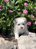 Prissy, a female Maltipoo for sale in Latham, MO – 5 of 6