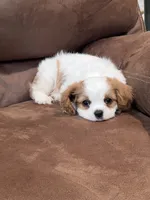 Lacy, a female Cavalier King Charles Spaniel for sale in Latham, MO – 7 of 7