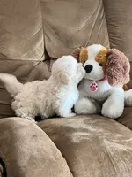 Amy, a female Maltipoo for sale in Latham, MO – 2 of 8