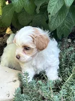 Tommy, a male Maltipoo for sale in Latham, MO – 6 of 7