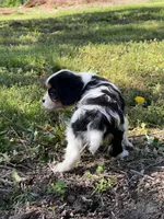 Amy, a female Cavalier King Charles Spaniel for sale in Latham, MO – 7 of 9