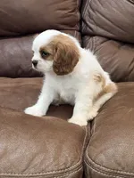Lacy, a female Cavalier King Charles Spaniel for sale in Latham, MO – 3 of 7