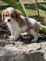 Maybelle, a female Cavalier King Charles Spaniel for sale in Latham, MO – 2 of 8