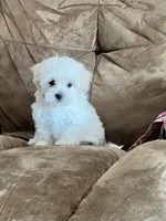 Amy, a female Maltipoo for sale in Latham, MO – 3 of 8