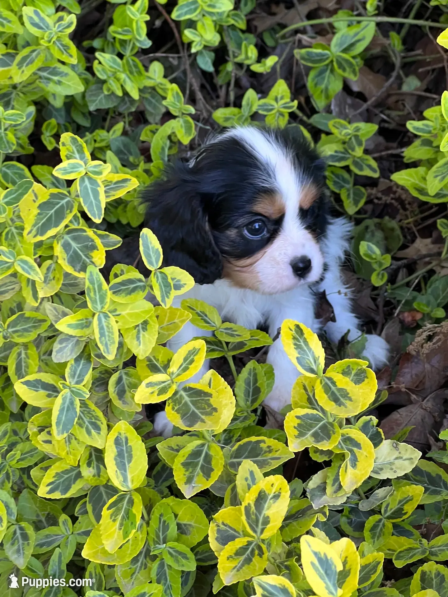 Amy, a female Cavalier King Charles Spaniel for sale in Latham, MO – 9 of 9