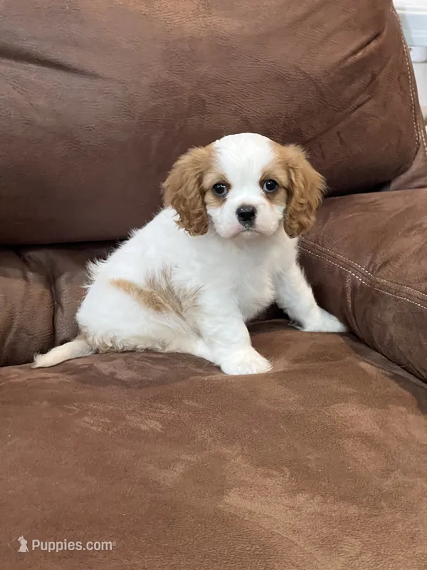 Lacy – Cavalier King Charles Spaniel puppy for sale in Latham, MO