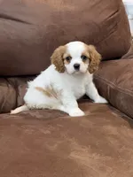 Lacy, a female Cavalier King Charles Spaniel for sale in Latham, MO – 1 of 7