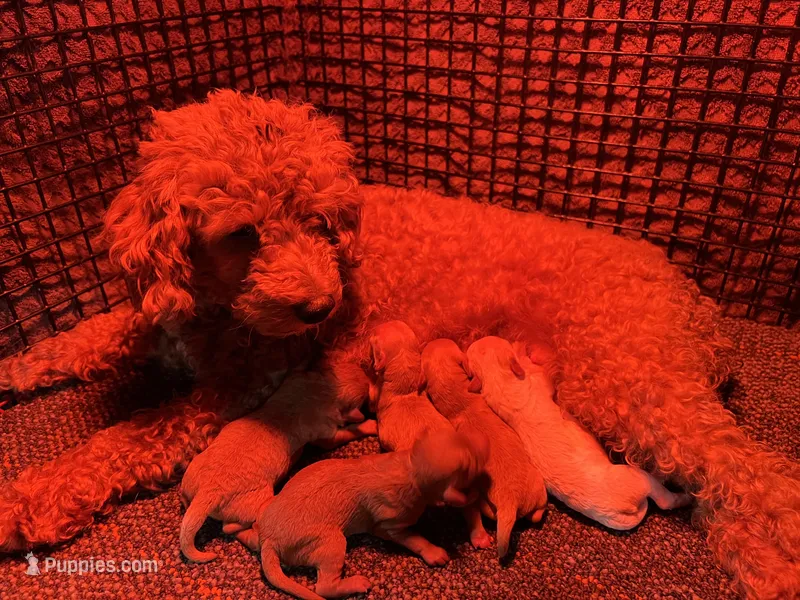 Jessica – Poodle - Toy  puppy for sale in Latham, MO