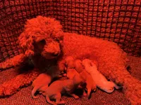 Jessica, a female Poodle - Toy  for sale in Latham, MO – 1 of 1