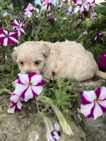 Missy, a female Maltipoo for sale in Latham, MO – 4 of 5