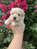 Missy, a female Maltipoo for sale in Latham, MO – 3 of 5