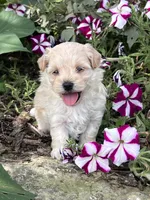 Missy, a female Maltipoo for sale in Latham, MO – 2 of 5