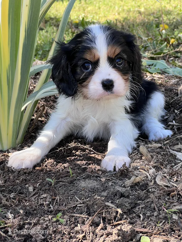 Amy – Cavalier King Charles Spaniel puppy for sale in Latham, MO