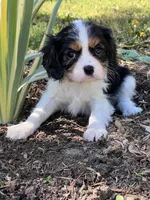 Amy, a female Cavalier King Charles Spaniel for sale in Latham, MO – 6 of 9