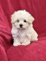 Amy, a female Maltipoo for sale in Latham, MO – 6 of 8