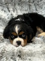 Mike, a male Cavalier King Charles Spaniel for sale in Latham, MO – 4 of 4