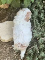 Tommy, a male Maltipoo for sale in Latham, MO – 4 of 7