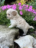 Abby, a female Maltipoo for sale in Latham, MO – 2 of 6