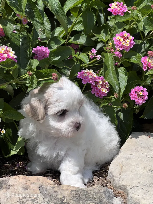 Prissy, a female Maltipoo for sale in Latham, MO – 1 of 6