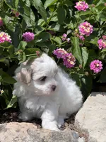 Prissy, a female Maltipoo for sale in Latham, MO – 1 of 6