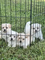 Abby, a female Maltipoo for sale in Latham, MO – 6 of 6